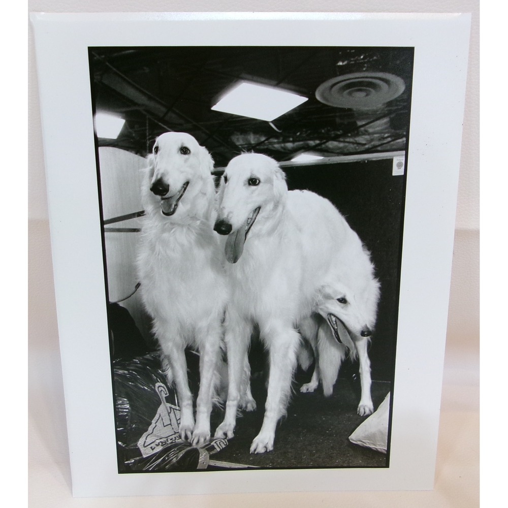 New York City Photographer Derek Berg Borzoi Dogs Signed Photo